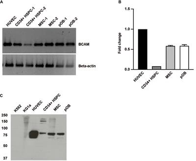 The Laminin Receptors Basal Cell Adhesion Molecule/Lutheran and Integrin α7β1 on Human Hematopoietic Stem Cells